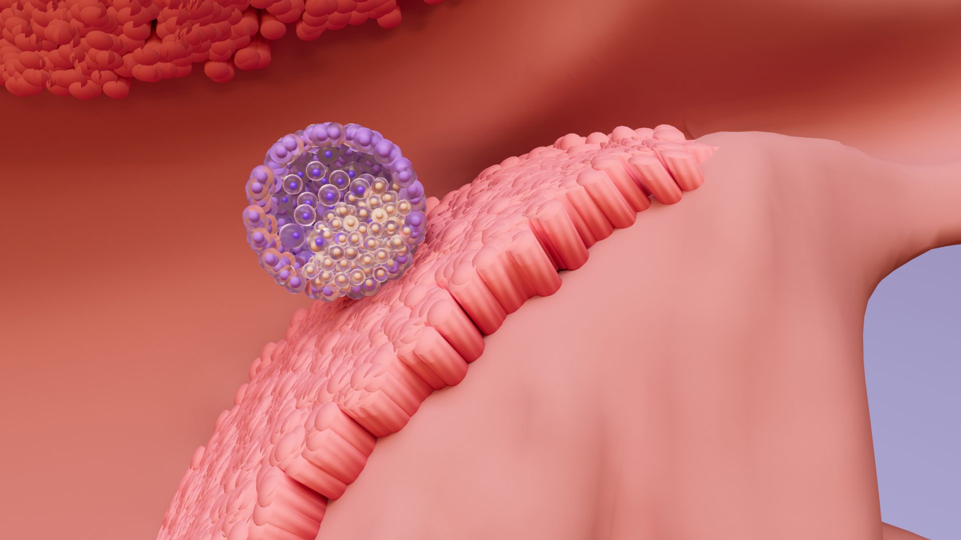 implantación embrionaria